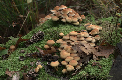 High angle view of mushrooms growing on field