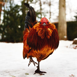 Close-up of a bird on snowy field