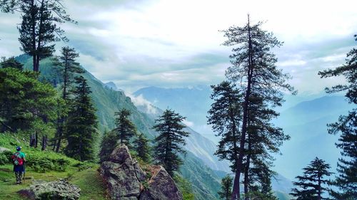 Pine trees in forest against sky