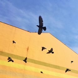 Low angle view of birds flying