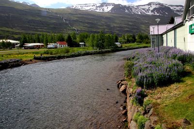 Plants growing on road by fence and houses against mountain