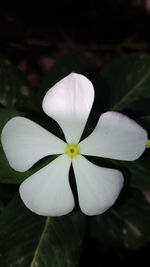 High angle view of frangipani blooming outdoors