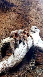 Close-up of old wall