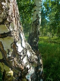 Trees in forest