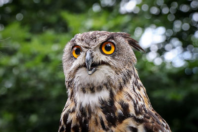 Portrait of a eurasian eagle-owl with a serious expression with glowing eyes sitting on a branch 