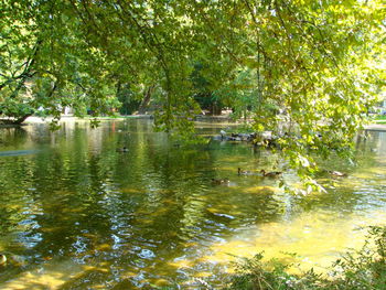 Reflection of trees in lake