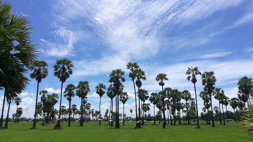 Panoramic view of palm trees on field against sky