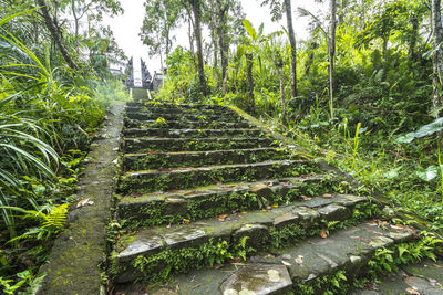 Rear view of staircase amidst trees in forest