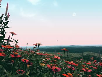 Close-up of red flowering plants against sky