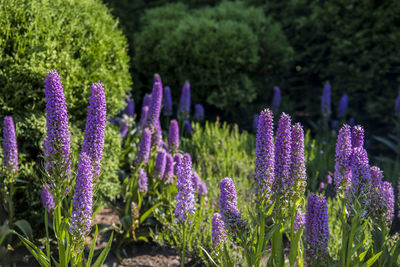 Close-up of purple lavender flowers on field