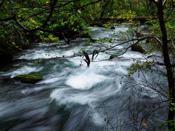 Scenic view of waterfall in forest