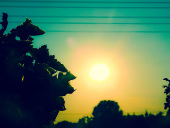 Close-up of silhouette plants against sky during sunset