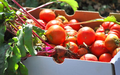 Close-up of tomatoes on plant