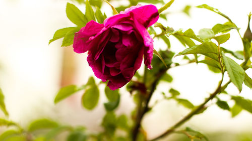 Close-up of rose blooming outdoors
