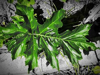 Close-up of ivy growing on tree