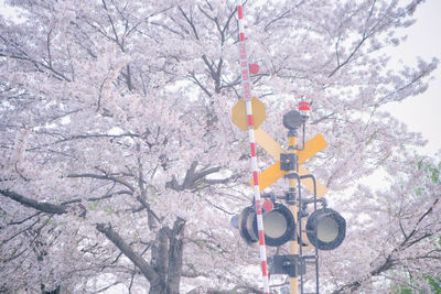 Low angle view of cherry blossom tree during winter