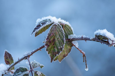 Close-up of frozen plant