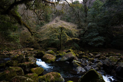 Plants growing by river in forest