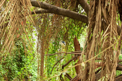 Bamboo trees in forest