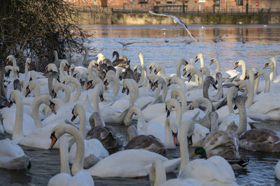 Swans swimming in lake