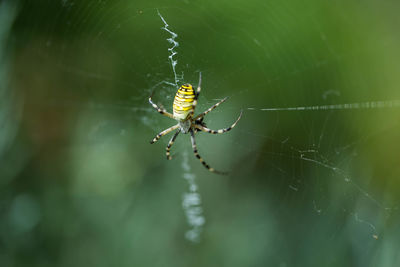 Close-up of spider on web