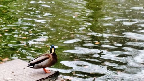 High angle view of duck swimming on lake