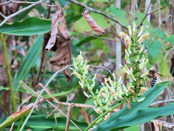 Close-up of lizard on plant