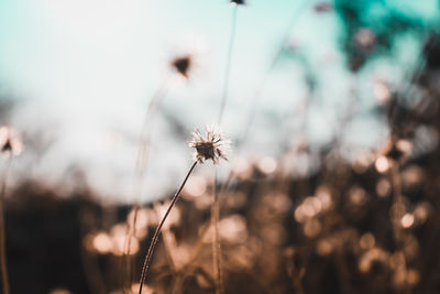 Close-up of wilted dandelion on field