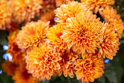 Close-up of orange flowering plant