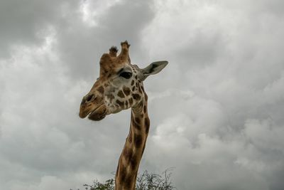 Low angle view of giraffe against sky