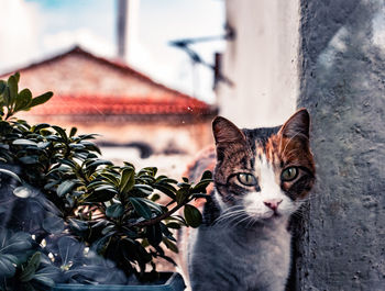 Portrait of a cat against wall