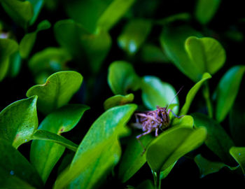 Close-up of insect pollinating flower