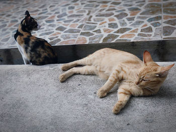 High angle view of cats resting on footpath