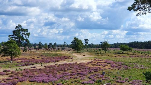 Panoramic view of flowering plants on field against sky