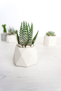 Close-up of succulent plant on table