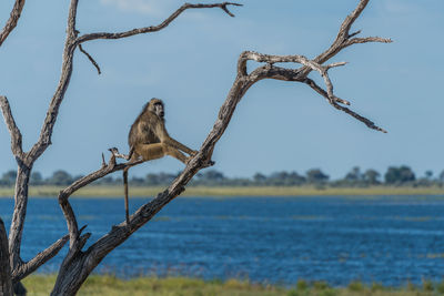 Chacma baboon sitting on bare tree at lakeshore against sky