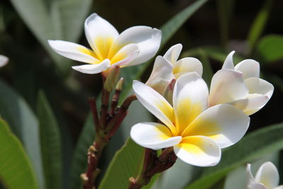 Close-up of white frangipani flowers