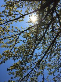 Low angle view of tree against sky