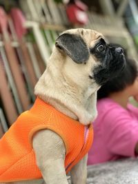 Close-up of dog looking away