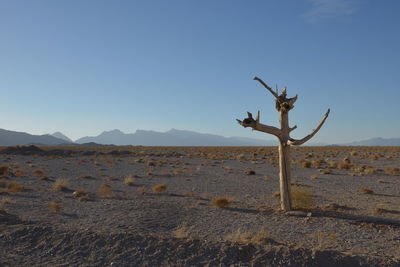 Bare tree at desert against clear sky