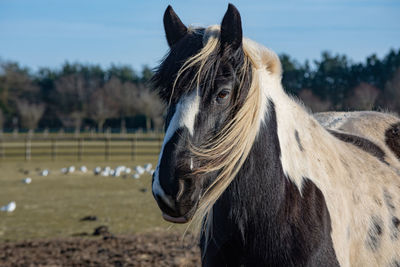 Close-up of horse