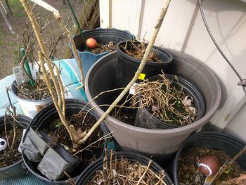 High angle view of plants
