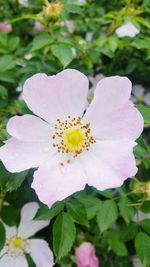 Close-up of flower blooming outdoors