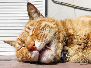 Close-up of cat sleeping
