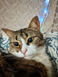 Portrait of cat relaxing on bed at home
