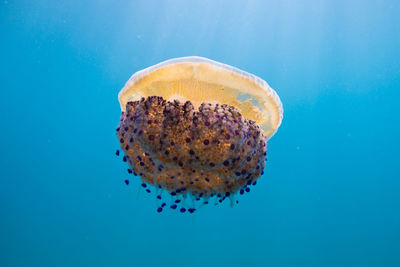 Close-up of jellyfish swimming in sea