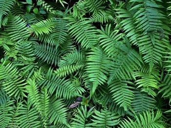 Full frame shot of palm tree in forest