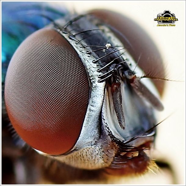 Blue bottle fly