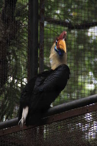 Close-up of bird perching in cage at zoo