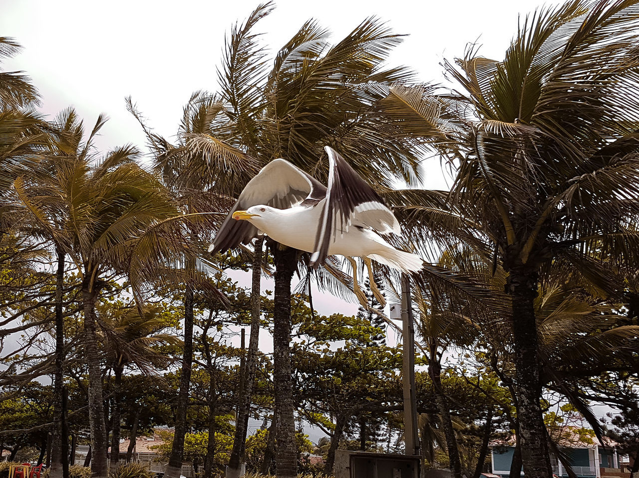 LOW ANGLE VIEW OF BIRD ON PALM TREES